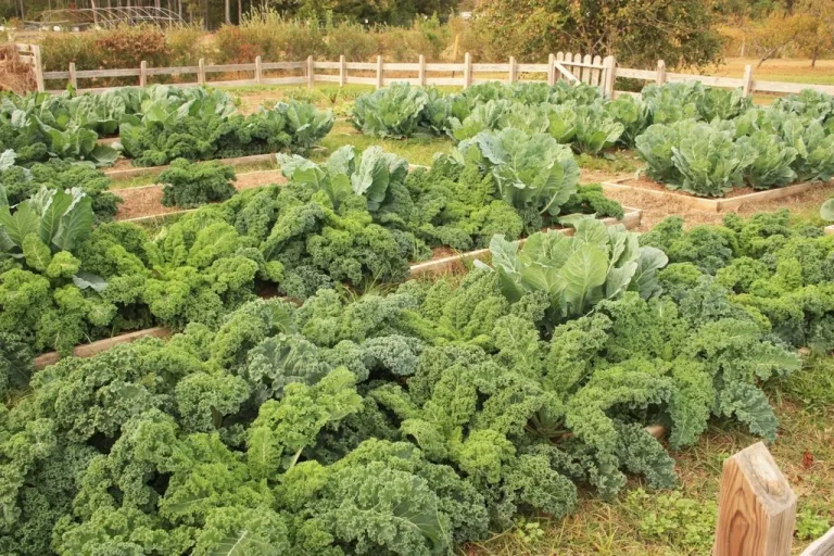 Wooden raised garden beds planted with kale and cabbage