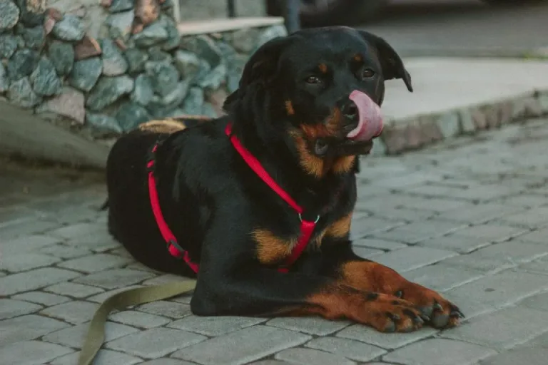Dog in a red harness resting on a paved path