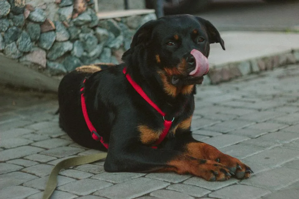 Dog in a red harness resting on a paved path