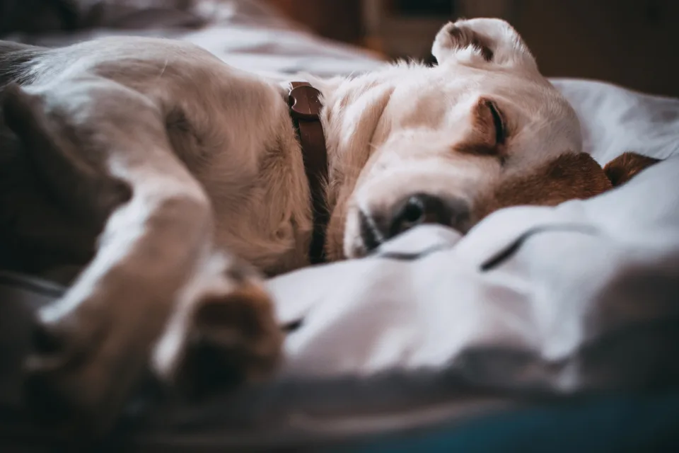 Dog sleeping on a soft white bed