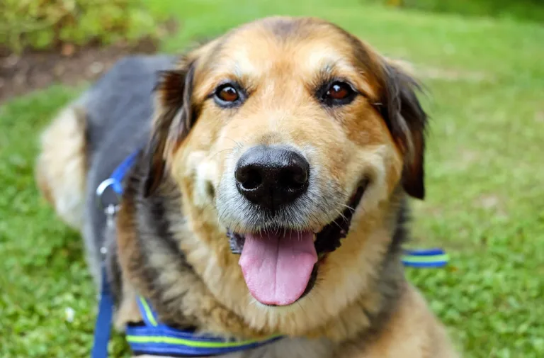 Happy dog on grass wearing a blue and green striped harness and leash