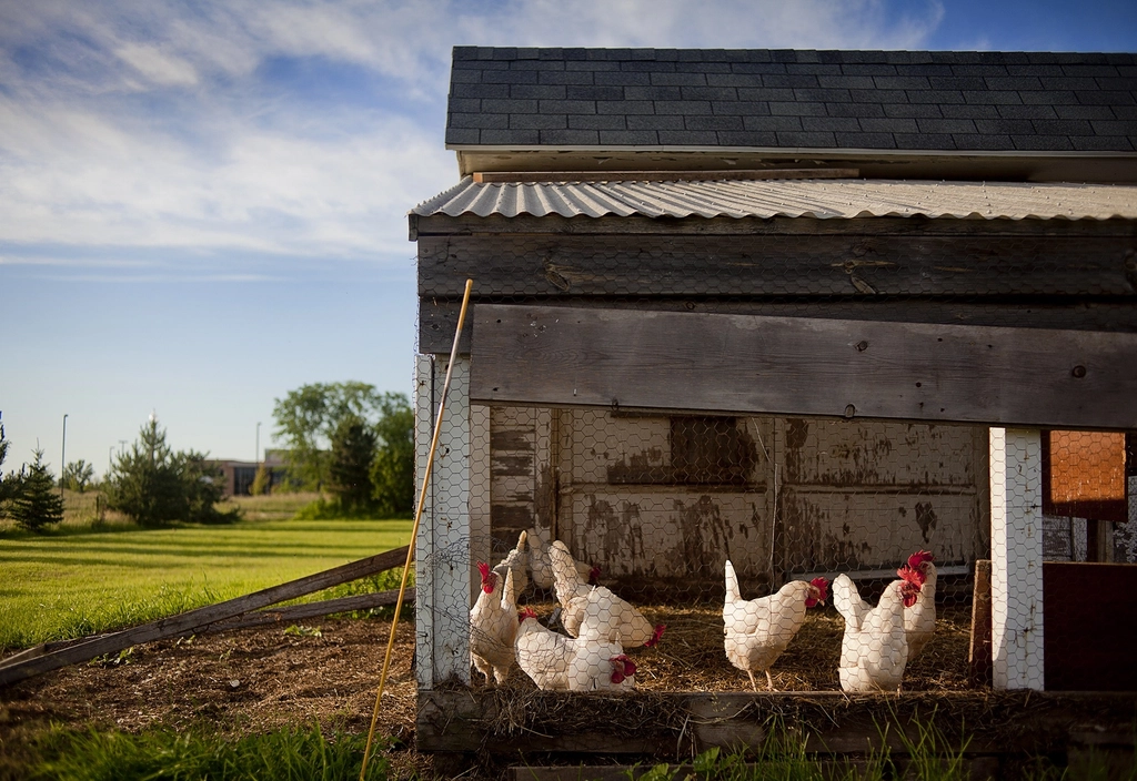 White hens inside the wire-fronted run of a wooden backyard chicken coop with a shingled roof