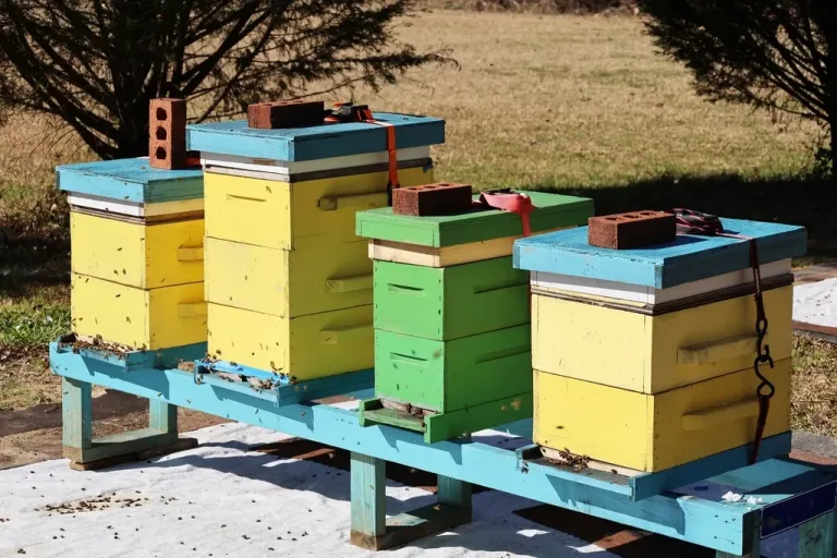 Painted wooden Langstroth beehive boxes on a stand in a field
