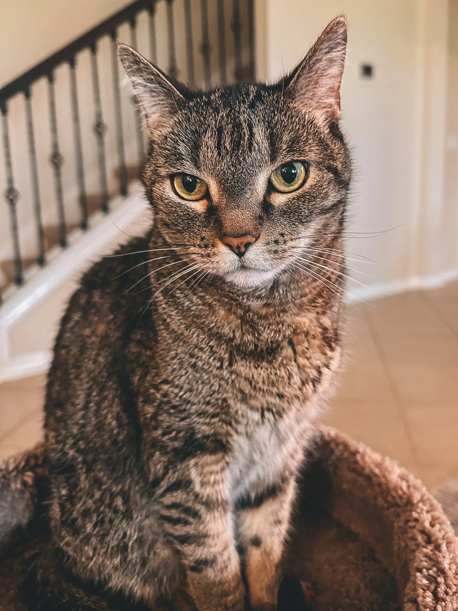 Tabby cat sitting in the carpeted bed of a cat tower indoors