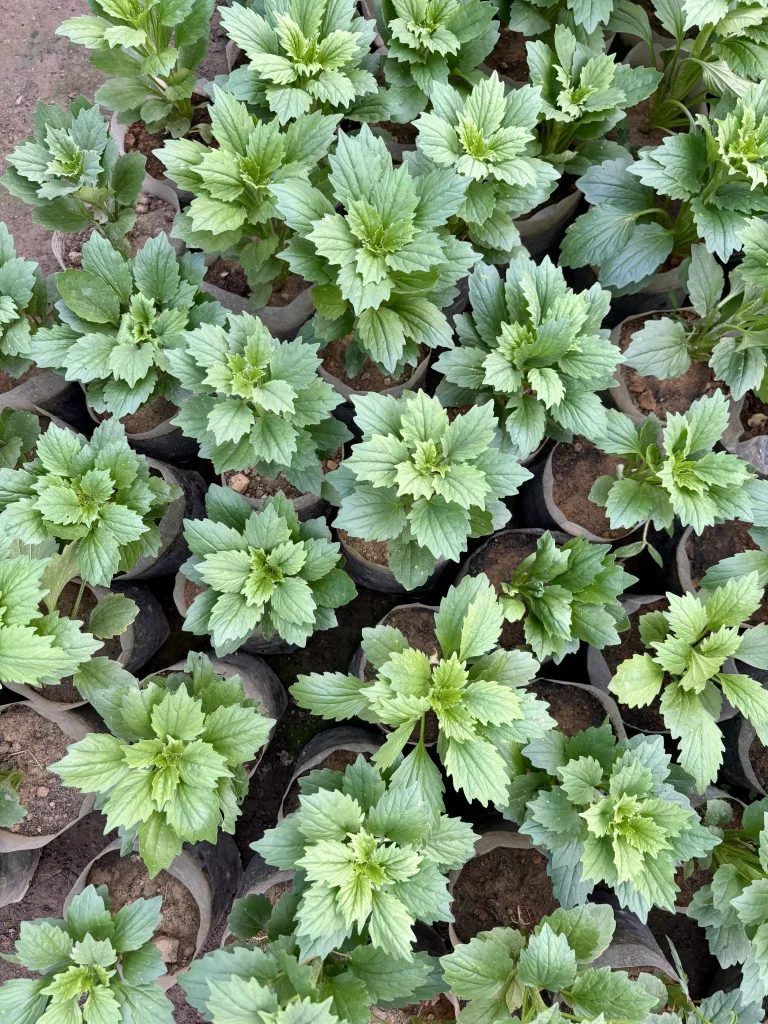 Overhead view of young green plant starts growing in small nursery pots